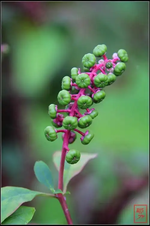 见肿消【原创】