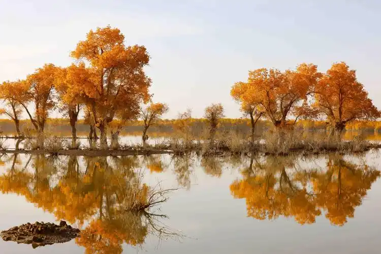 图说新疆沙雅胡杨与碧水交汇出色彩的盛宴