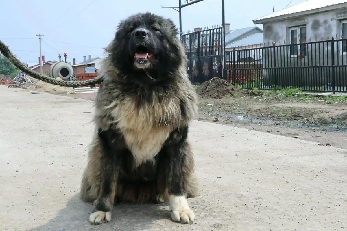 高加索犬适合家养吗?