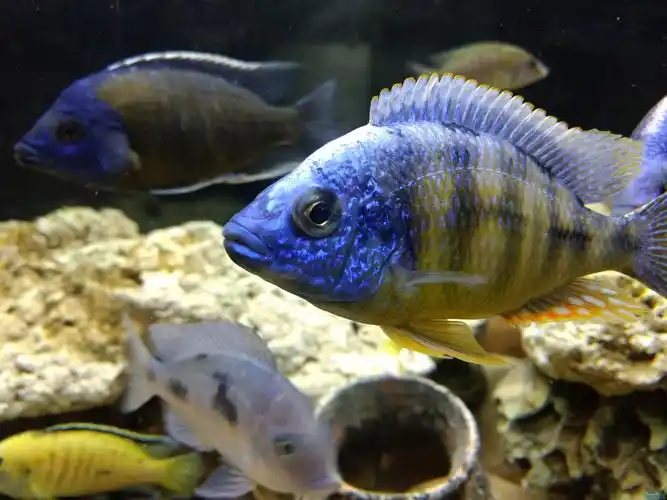 台湾海峡鱼眼病 - 三湖慈鲷疾病 - 龙巅三湖慈鲷