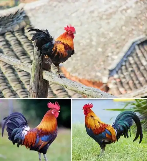 大公鸡穿花衣(大公鸡穿花衣歌词)