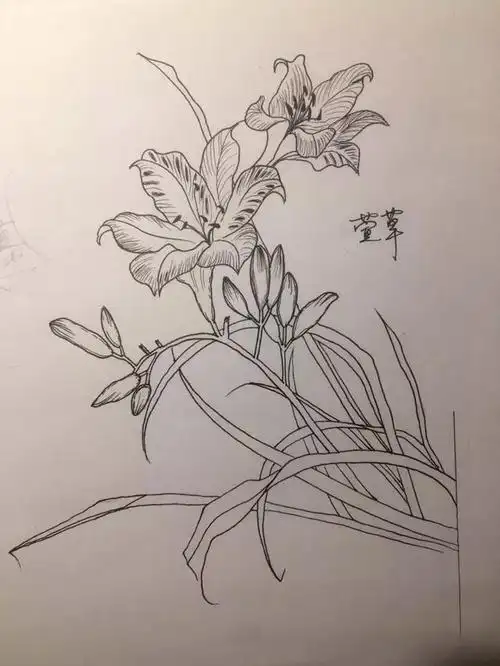花朵线描绘画,萱草植物白描线稿,鱼黑白线描画,及练字笔迹图片
