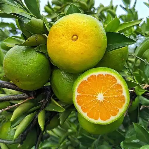 明日见阿斯蜜果树苗柑橘苗