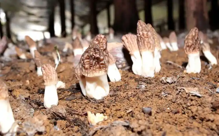 七星关区八寨镇反季节羊肚菌种出好钱景