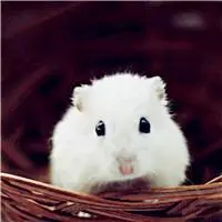 可爱仓鼠头像超萌的仓鼠图片大全可爱最新的