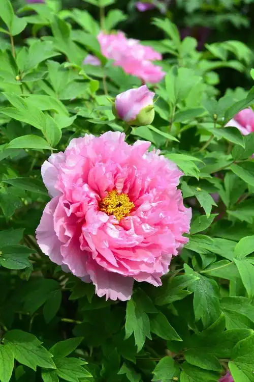 紫竹院的牡丹花开了