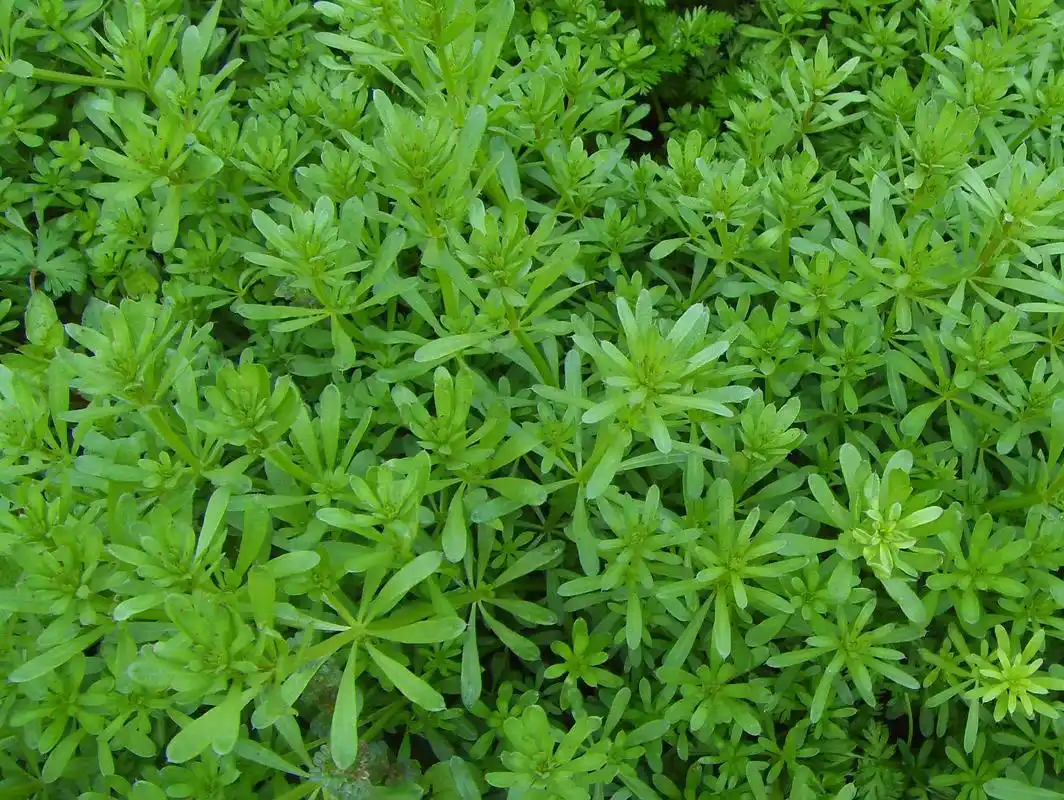 猪都不吃的"有害垃圾",农村朋友居然叫它"八仙草",为啥?