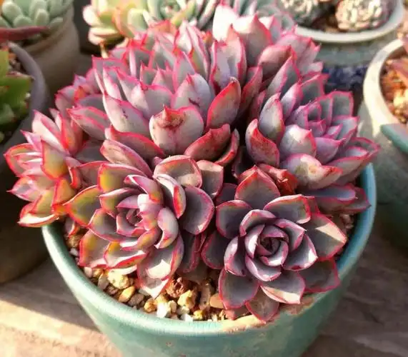 赫拉多肉植物紫色系老桩多头群生稀有贵货多肉组合绿植花卉 赫拉单头