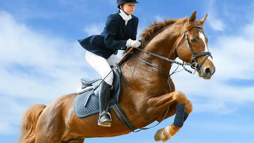 骑马比赛,如何挑选合适的骑士服