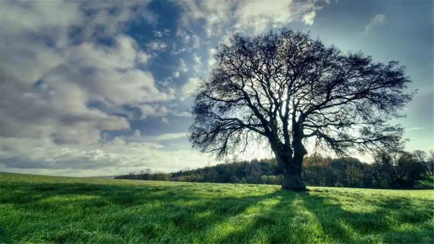 好看的桌面壁纸电脑桌面壁纸软件