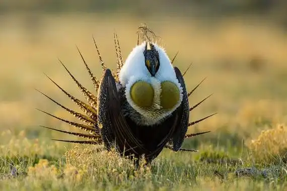 北美最大最美的松鸡艾草松鸡雄鸟长有一对胸