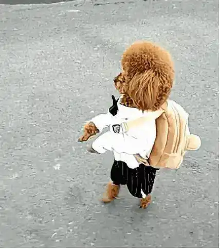 我们只看到了 视频里两条腿走路的宠物多么可爱