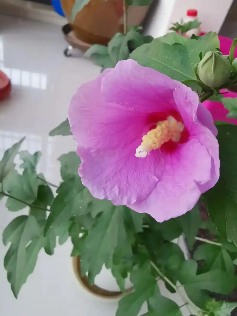 我家有一盆单瓣木槿花,是我前几年从老家带来的枝条扦插 - 抖音