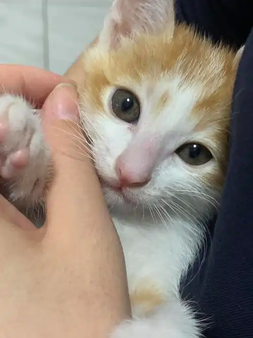 橘猫幼猫转让,希望有个好心人照顾好它