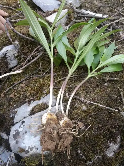 前天贝母看上去还算正常昨天开始发病今天比较严重经拔根观察及清洗