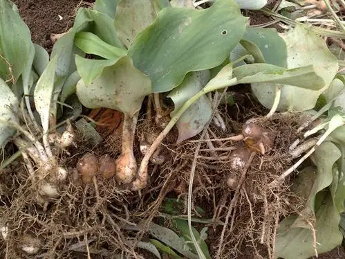 沙姜的功效与作用