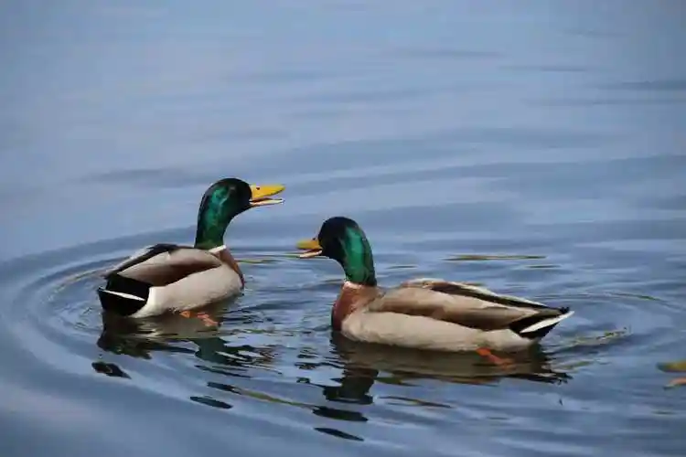 原图分辨率6000x4000鸭子水鸭绿头鸭分享一张两只绿头鸭图片,喜欢的