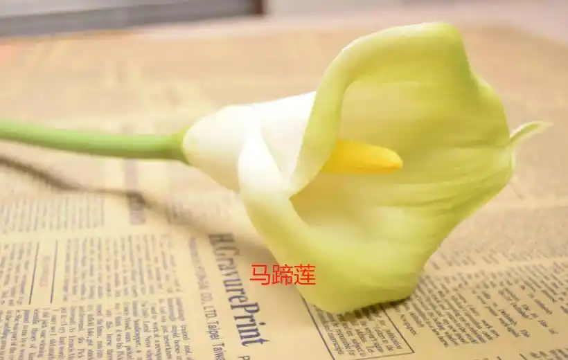 海芋花和马蹄莲的区别