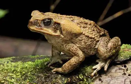 蟾蜍的身上为什么有那么多疙瘩 为什么是五毒之首 招财是为什么?