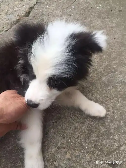 有没有大佬能帮我鉴定下这个边牧纯不纯图片不多麻烦了