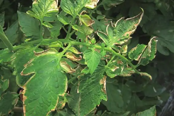 1,症状(1)番茄斑枯病初发时,叶片背面会出现水浸状小圆斑,过一段时间