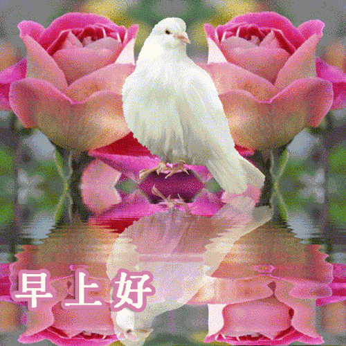 星期天早上好问候语动态图片大全问候早上好的漂亮表情图片