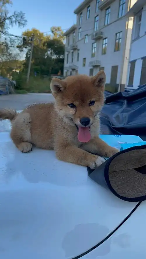 自家柴犬生的小柴,三个月大,母,圆脸,微笑,2000元