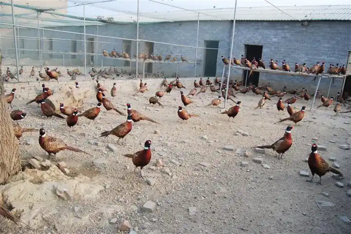 供应广东七彩山鸡种苗,七彩山鸡种蛋,七彩山鸡批发销
