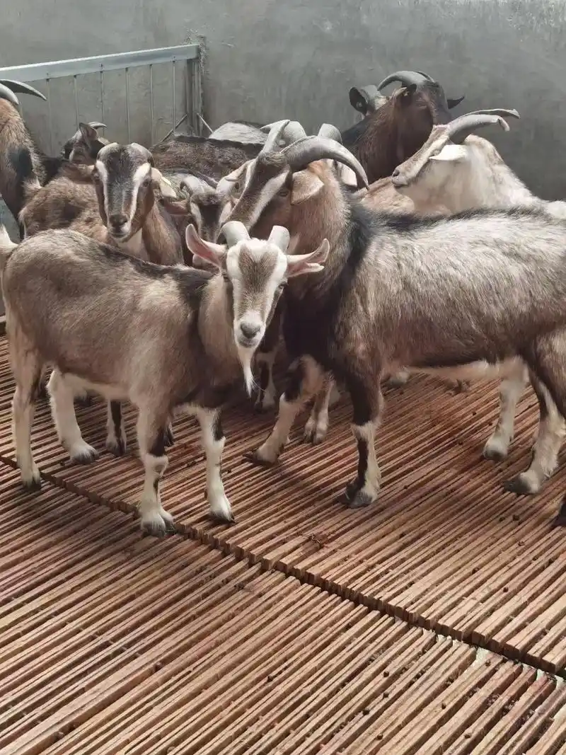 作为贵州三大优良地方山羊品种之一,黔北麻羊肉质鲜美香嫩,膻味 - 抖