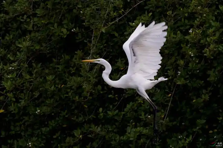 一组大白鹭飞翔图