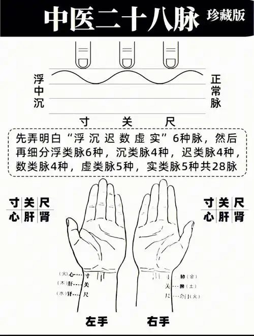 学中医必看二十八脉,收藏版"望闻问切"