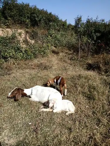 牧羊人悠闲的坐着,他的羊也悠闲的卧着.