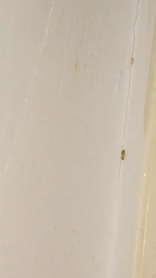 这是什么虫子 在床上好多是书虱吗.怎么处理