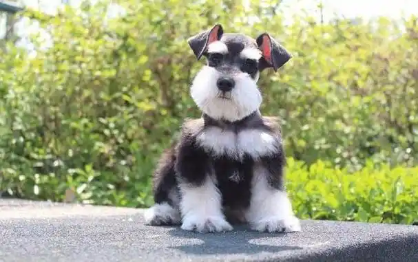 如何选择一只纯种的雪纳瑞?教你养出健康可爱的小老头