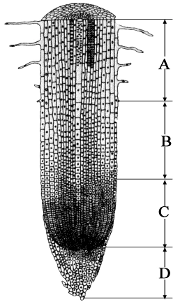 ①根长得最快的部位  ②属保护组织  ③根吸收水分和无机盐的主要部位