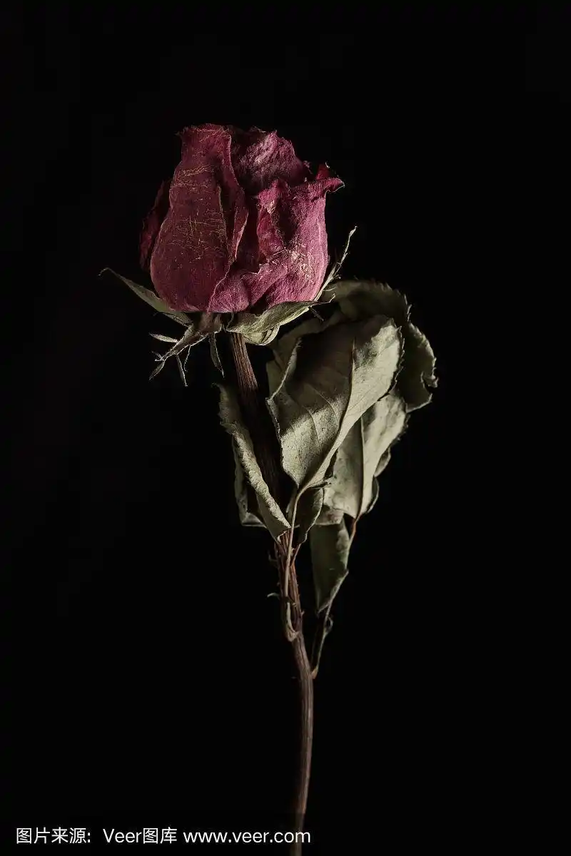 枯萎的花.黑色背景上的凋谢花朵.