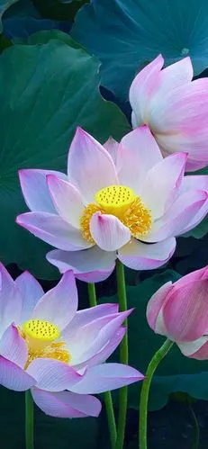 iphonex/xs/max植物花卉系列壁纸