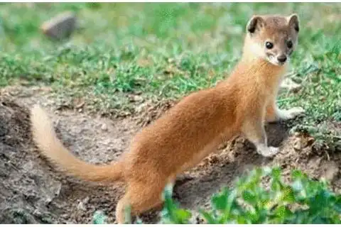 看见黄鼠狼有什么预兆从境遇看寓意