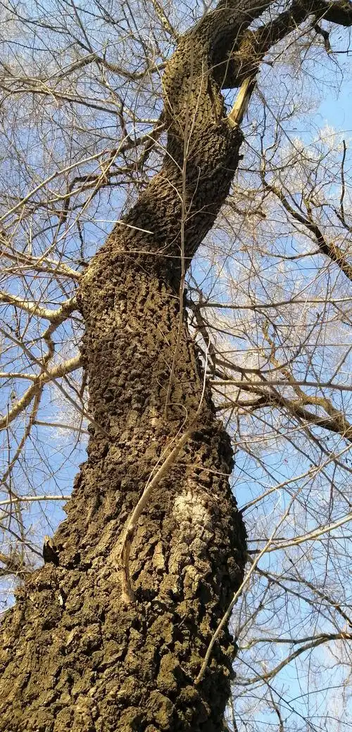 百年榆树见沧桑(手机摄影)