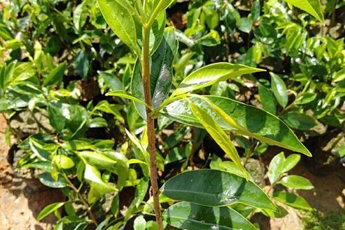 0/棵 奇楠沉香树  供应各优良品种奇楠(棋楠)沉香苗