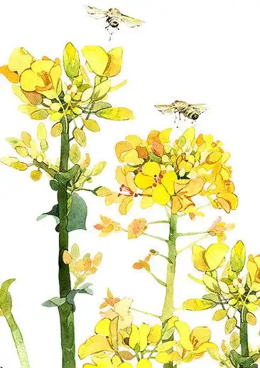 黄色手绘油菜花