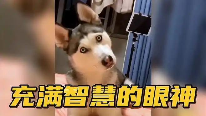 「搞笑配音」二哈这充满智慧的眼神,这一看就非常的纯
