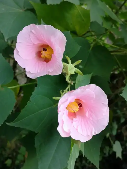 其它 成都市花木芙蓉 写美篇七律   木芙蓉 花开一树几多鲜, 笑靥含情