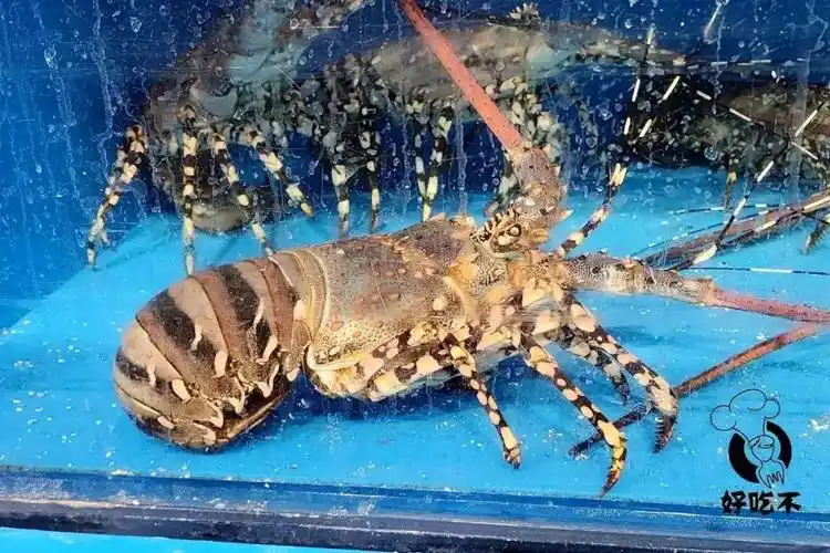 加拿大龙虾竟免费送!极品海鲜东星斑/水晶蟹/帝王蟹,又有白菜价啦!