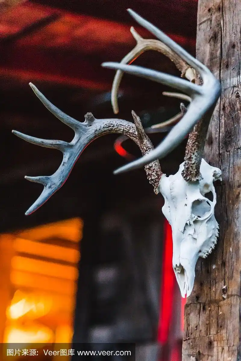 木屋门廊柱子上的鹿头骨