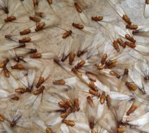 家有飞蚂蚁,怎么办?