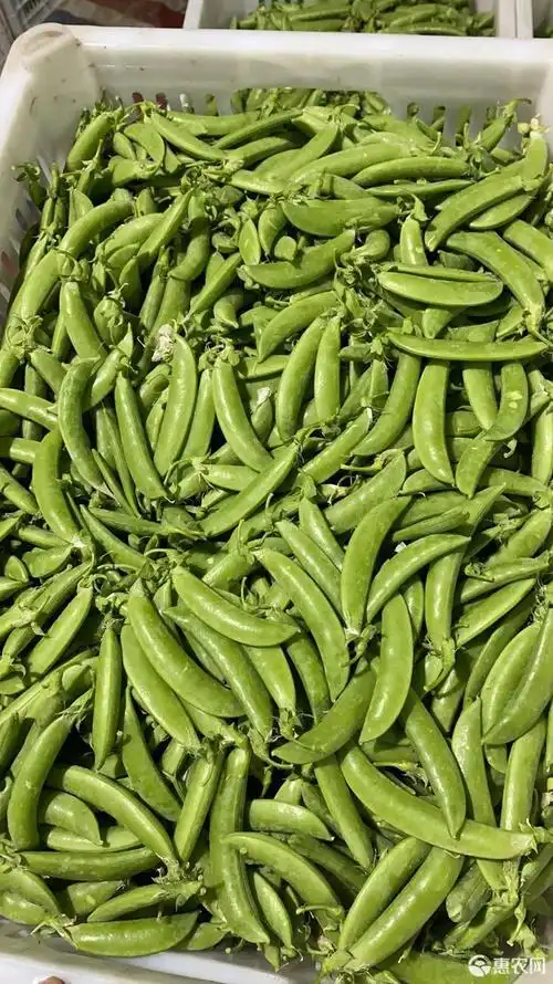 甘肃兰州天祝甜豆角代收代办