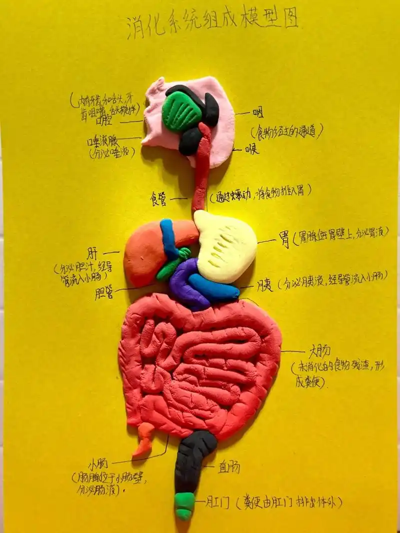 消化系统组成模型图 终于完工,怎么看着有点……97 919191