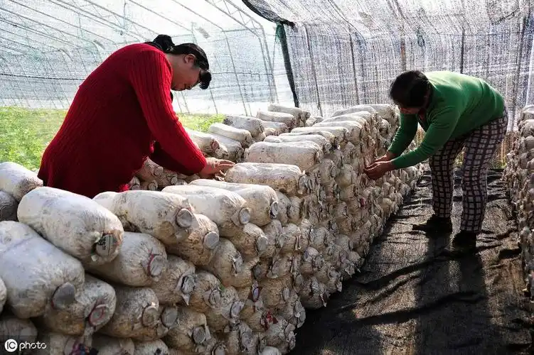 平菇栽培如何提高发菌质量?感染杂菌培养料酸臭,该怎么处理?