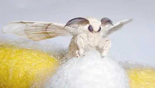 关于蚕蛹的说说说说蚕蛹的身体特点